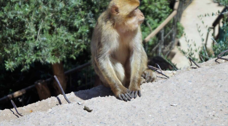 Escursione Da Marrakech Alla Valle Di Ourika Escursione Da Marrakech Alla Valle Di Ourika