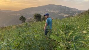 Visite Ktama y L los Jardines De Cannabis