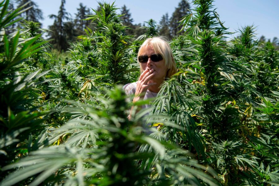 Visita A Ketama E Ai Giardini Di cannabis