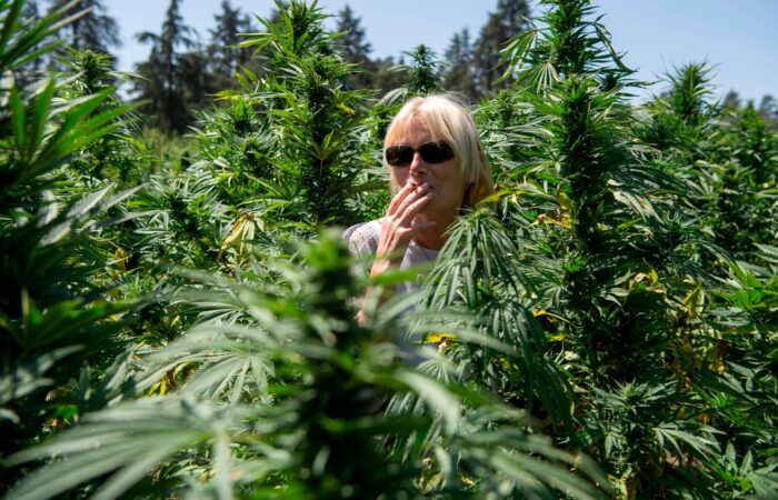 Excursión A Ketama y los Jardines De Cannabis